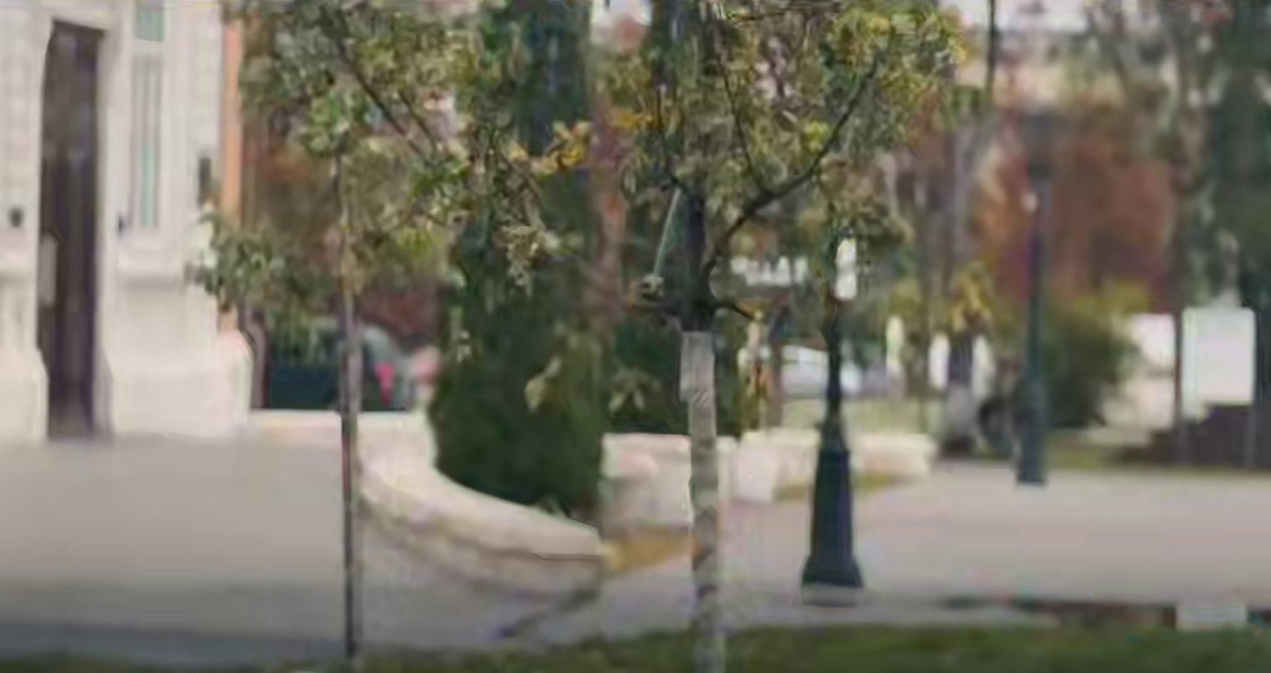 В центре Саратова высаживают крупномерные дубы